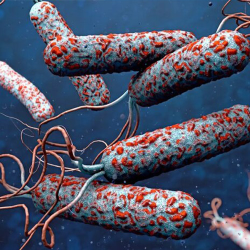 بیماری وبا- باکتری